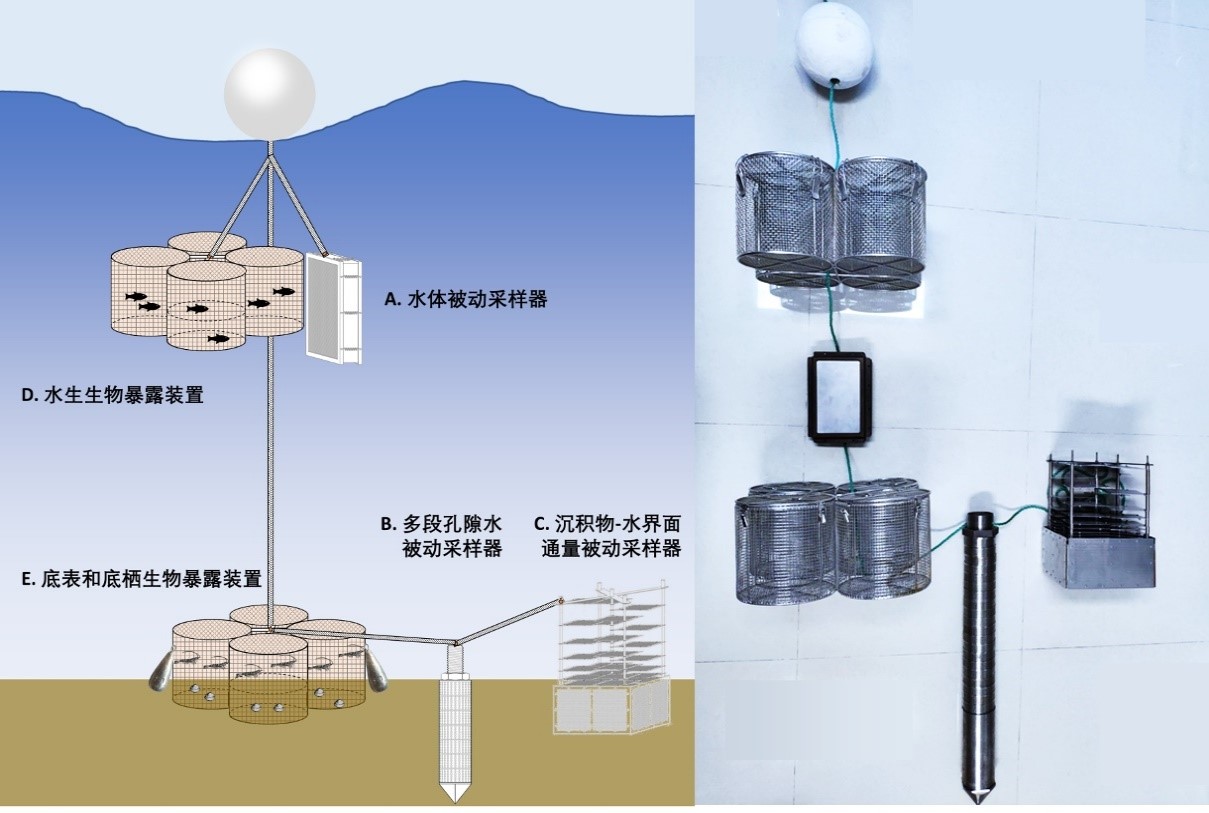 原位被动采样-生物暴露联用装置