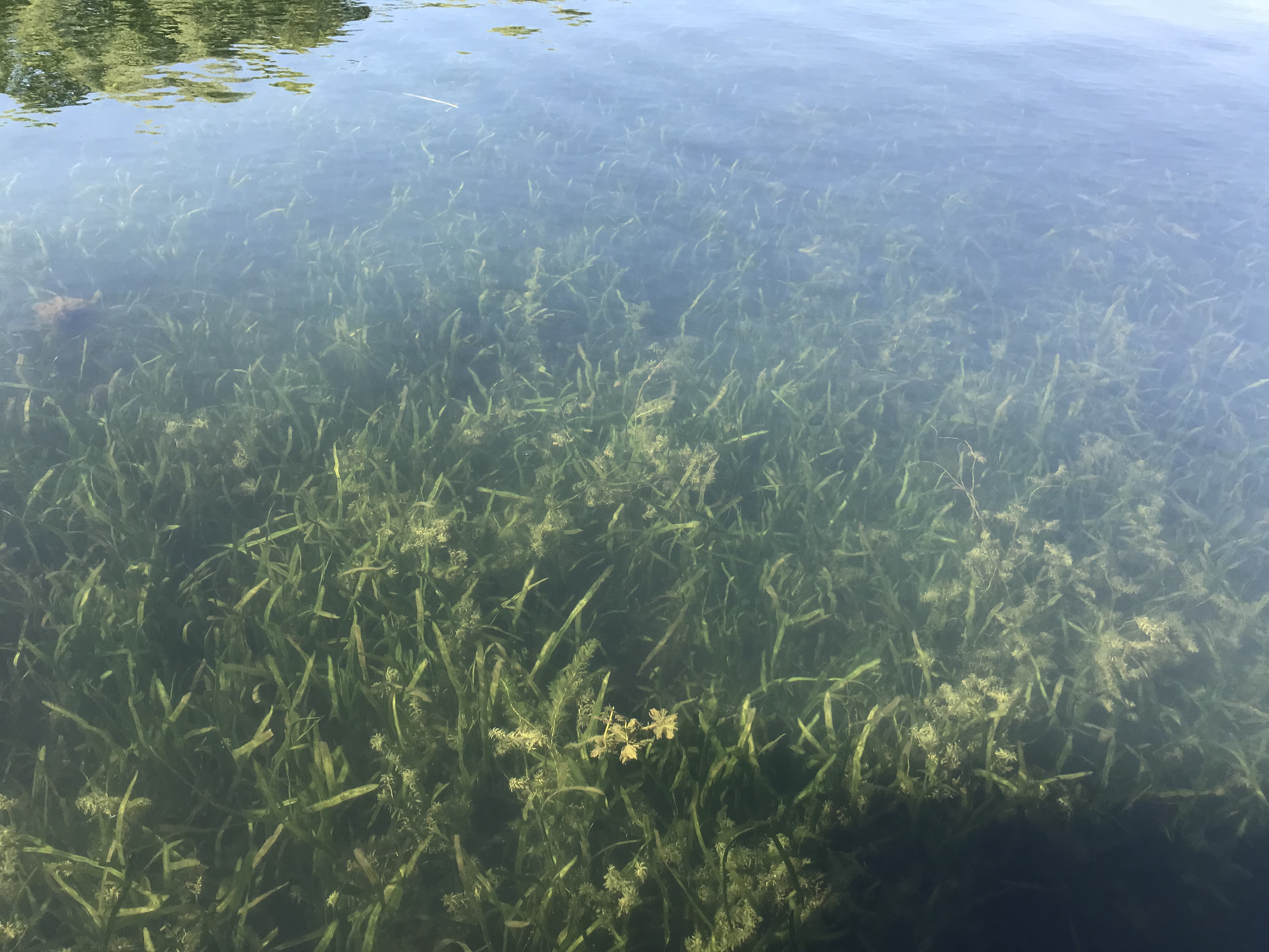 浙江杭州西湖水生植物群落恢复